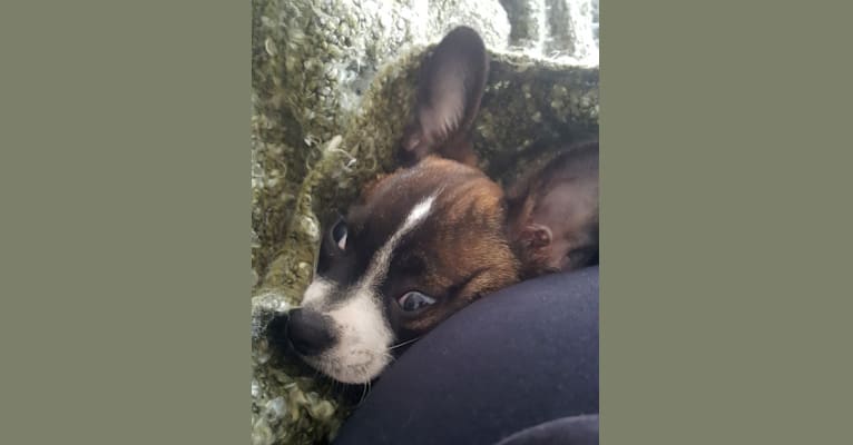 Cornelius, a Pug and Chihuahua mix tested with EmbarkVet.com