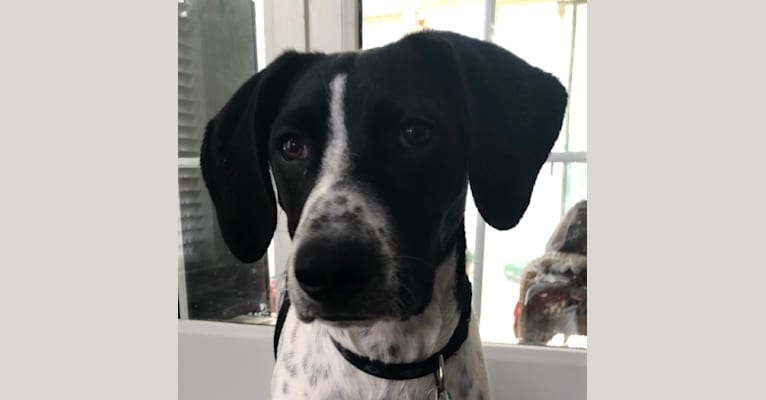 Callie, a Treeing Walker Coonhound and Border Collie mix tested with EmbarkVet.com