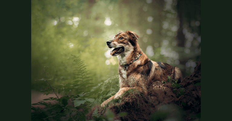 Photo of Flóki, an Eastern European Village Dog  in Russia