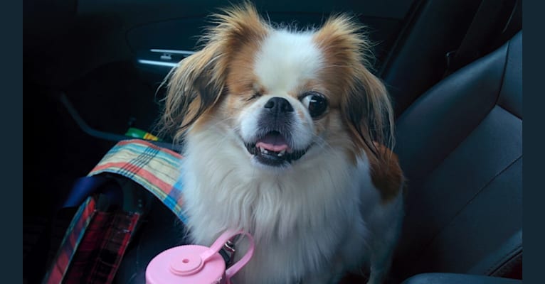 Princess, a Pekingese and Japanese Chin mix tested with EmbarkVet.com