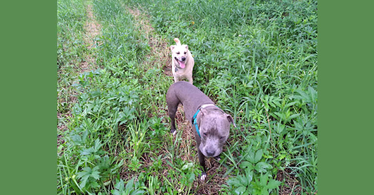 Killua, an American Bully tested with EmbarkVet.com