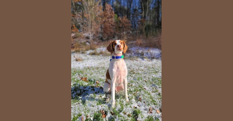 Oliver, a Brittany tested with EmbarkVet.com