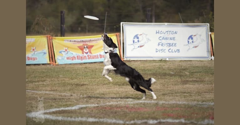 Shine On’s A Great Deal of Bravery “Neville”, a Border Collie tested with EmbarkVet.com