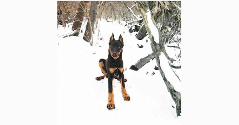 Ragar, a Beauceron tested with EmbarkVet.com