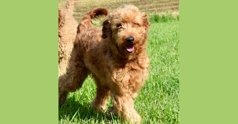 Bailey, a Goldendoodle tested with EmbarkVet.com