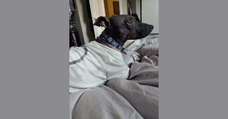 Photo of Dante, an American Hairless Terrier  in Ontario, Canada