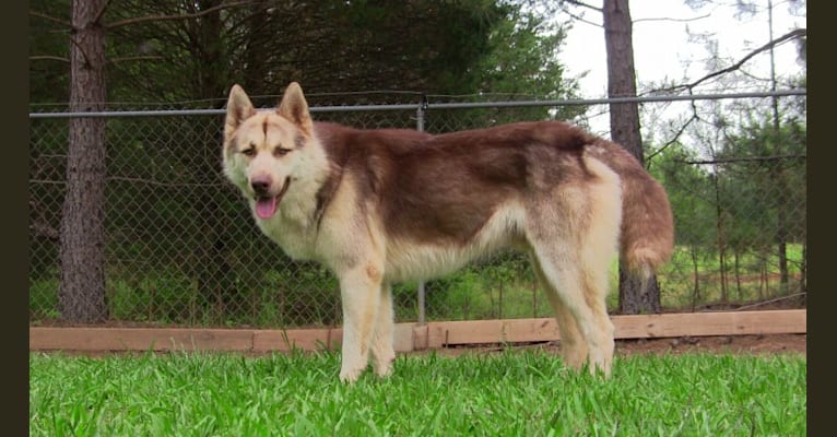 Atreyu, a Siberian Husky tested with EmbarkVet.com