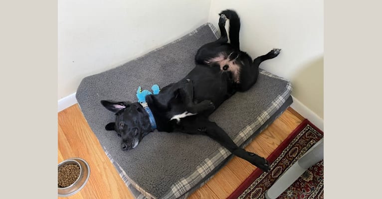 Tucker, a Labrador Retriever and German Shepherd Dog mix tested with EmbarkVet.com