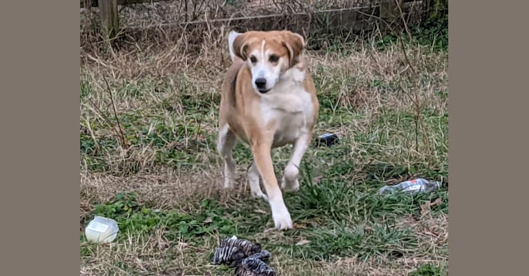 Brie, an American Foxhound tested with EmbarkVet.com