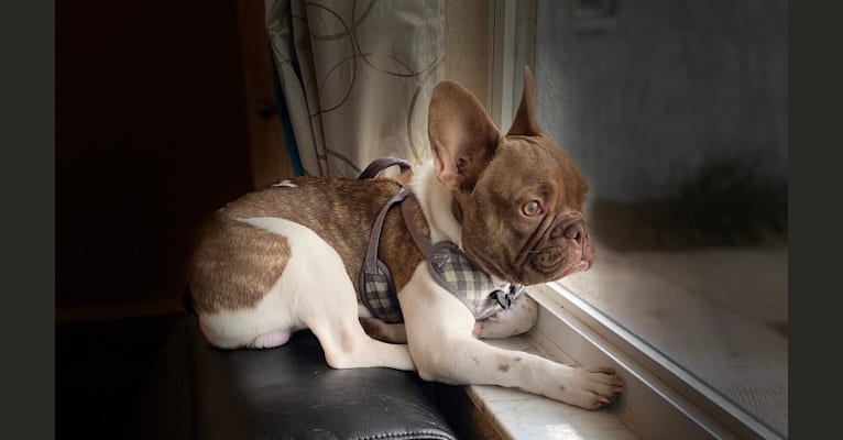 Winston, a French Bulldog tested with EmbarkVet.com