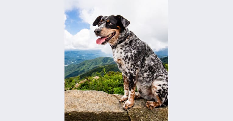 Japhy, an Australian Cattle Dog and Dalmatian mix tested with EmbarkVet.com
