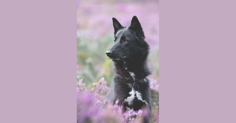 Roek, a Belgian Sheepdog and Alaskan Malamute mix tested with EmbarkVet.com