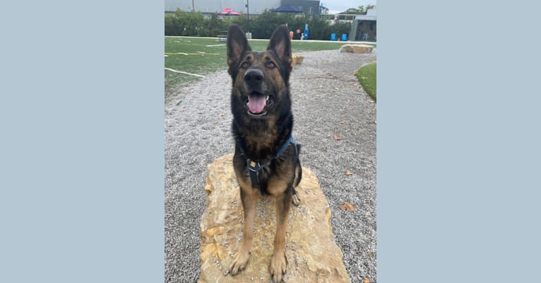 Taz, a German Shepherd Dog tested with EmbarkVet.com