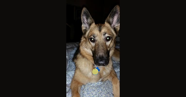 Lola, a German Shepherd Dog tested with EmbarkVet.com