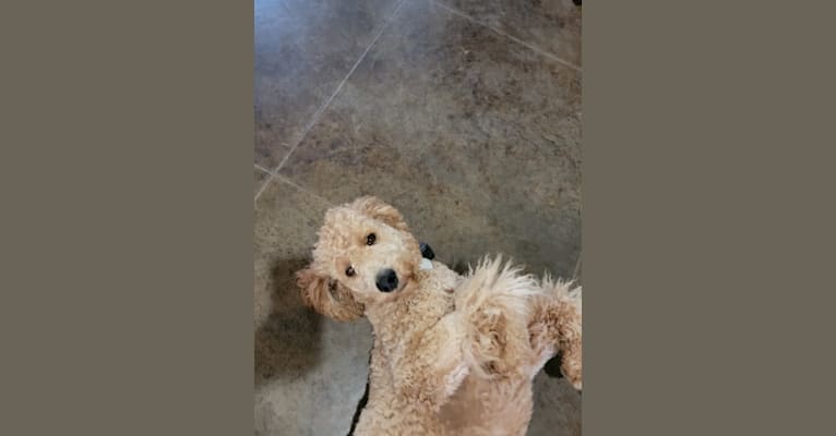 Milo, a Poodle (Standard) tested with EmbarkVet.com