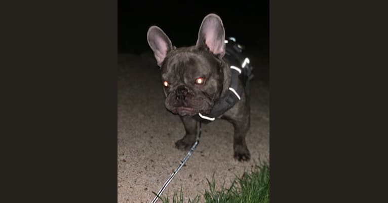 Nardo, a French Bulldog tested with EmbarkVet.com
