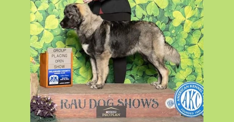 Iris, a Caucasian Ovcharka and Saint Bernard mix tested with EmbarkVet.com