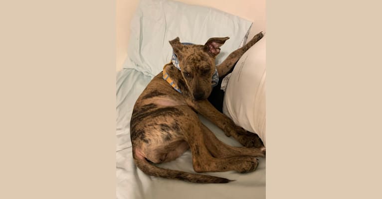 Photo of Circe McQuade, an American Pit Bull Terrier, Catahoula Leopard Dog, and American Staffordshire Terrier mix in Lafayette, Louisiana, USA