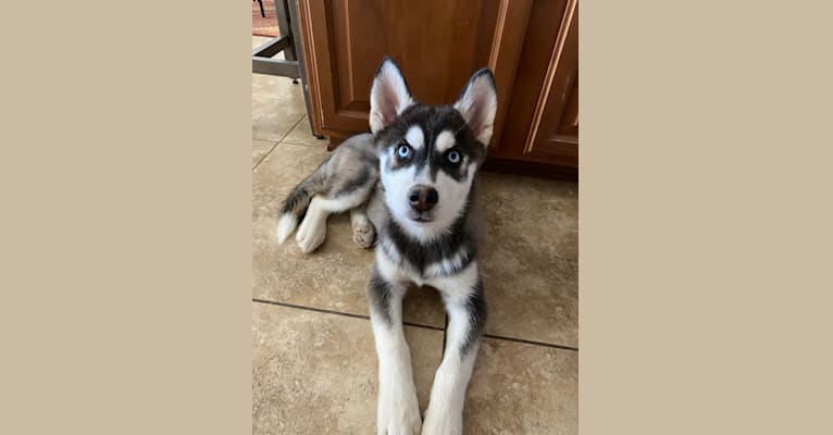 Shasta, a Siberian Husky tested with EmbarkVet.com