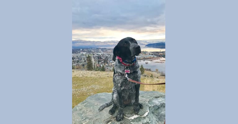 Photo of Aspen, a Labrador Retriever, German Shepherd Dog, American Pit Bull Terrier, American English Coonhound, Golden Retriever, and Mixed mix in Kelowna, British Columbia, Canada