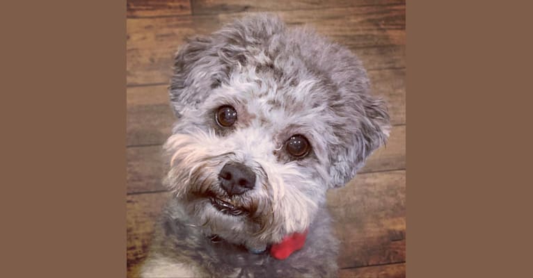 Bear, a Poodle (Small) and Shih Tzu mix tested with EmbarkVet.com