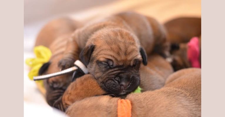 Dakarai, a Boerboel tested with EmbarkVet.com