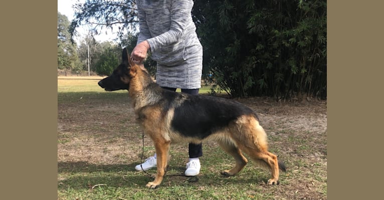 Kyla, a German Shepherd Dog tested with EmbarkVet.com
