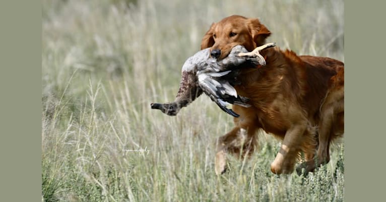 Philip, a Golden Retriever tested with EmbarkVet.com