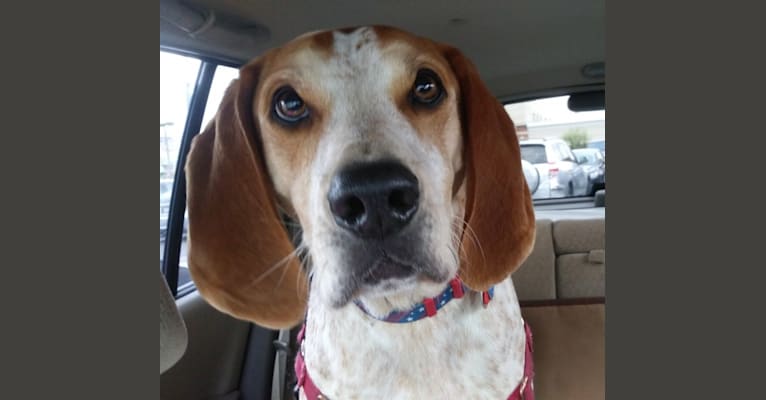 Lucas, an American English Coonhound tested with EmbarkVet.com