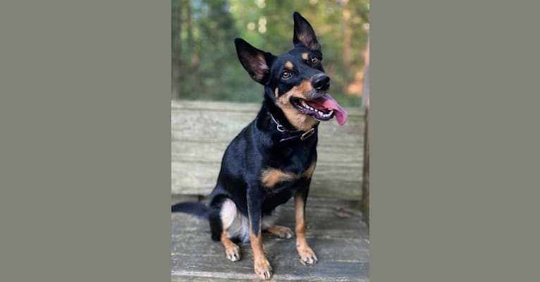 Lyric, an Australian Kelpie tested with EmbarkVet.com