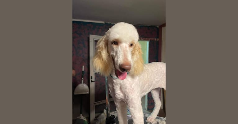 Page, a Poodle (Standard) tested with EmbarkVet.com