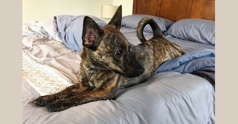 Brindle rat terrier mix clearance