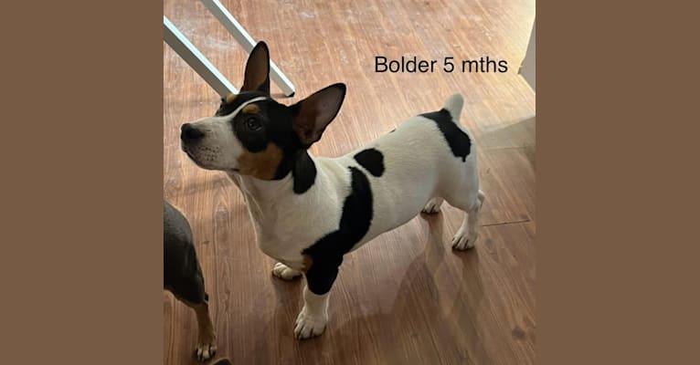 Bolder, a Teddy Roosevelt Terrier tested with EmbarkVet.com