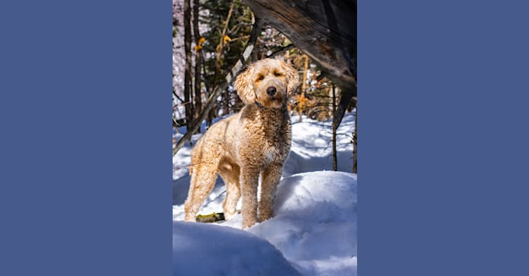 Photo of Bunker, a Goldendoodle  in Utah, USA