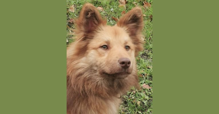 Ymur, an Icelandic Sheepdog tested with EmbarkVet.com