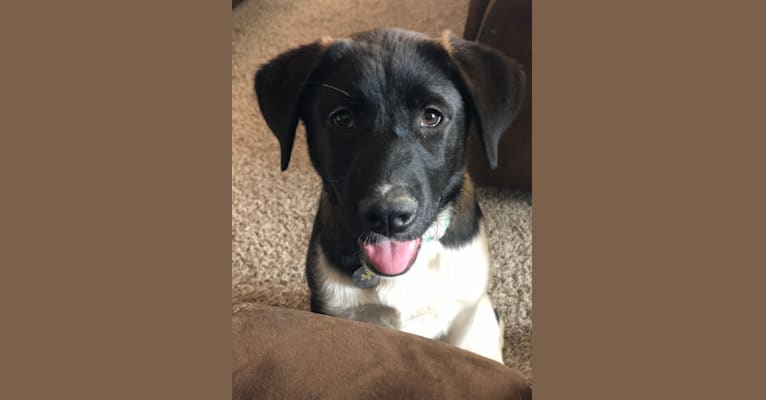 Kona bear dog breed store