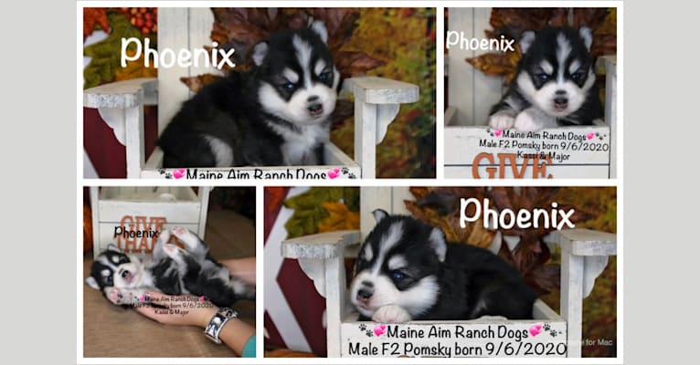 Phoenix Kassi’s pup, a Pomsky tested with EmbarkVet.com