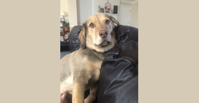 Poppy, a Beagle and Labrador Retriever mix tested with EmbarkVet.com