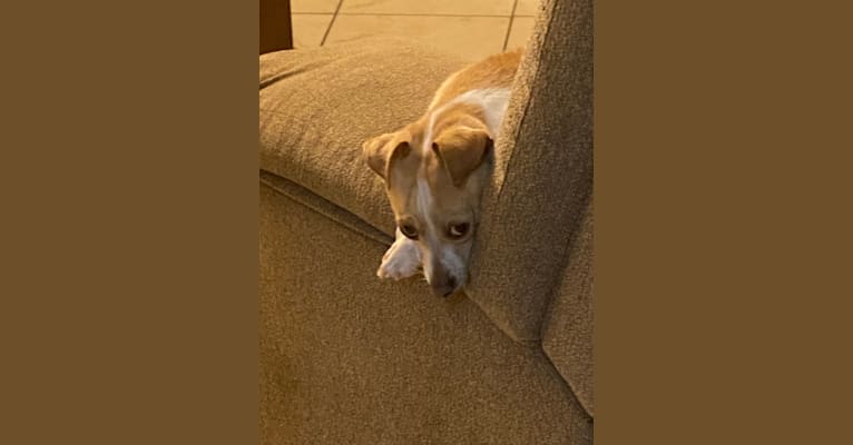 Kiki, a Chihuahua and Japanese Chin mix tested with EmbarkVet.com