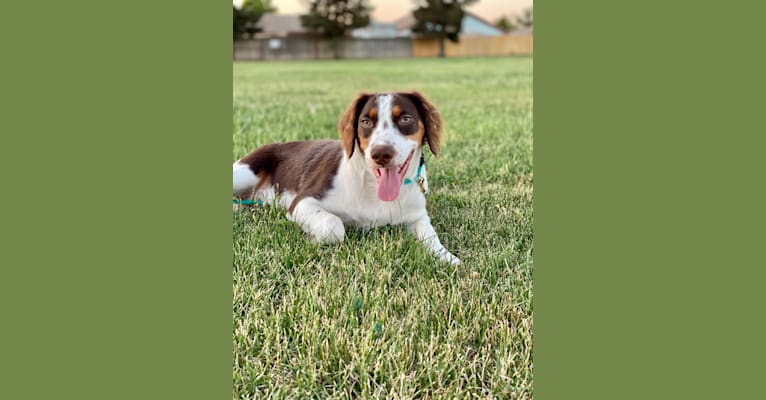 Photo of Cider, a Brittany  in Clarkson, KY, USA