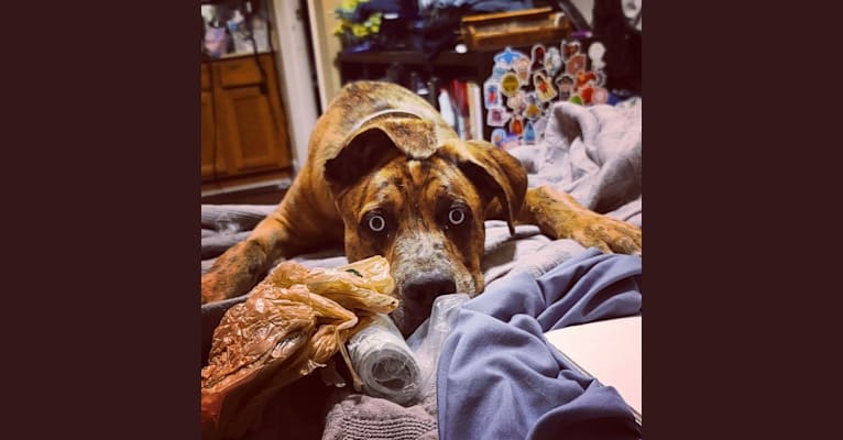 Dante, a Cane Corso and Australian Shepherd mix tested with EmbarkVet.com