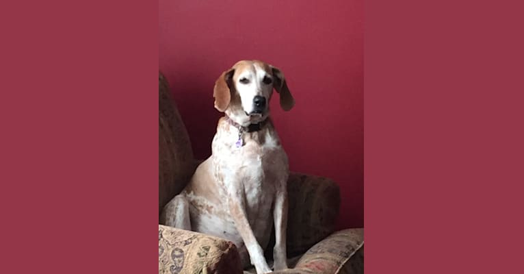 Willow, an American English Coonhound tested with EmbarkVet.com