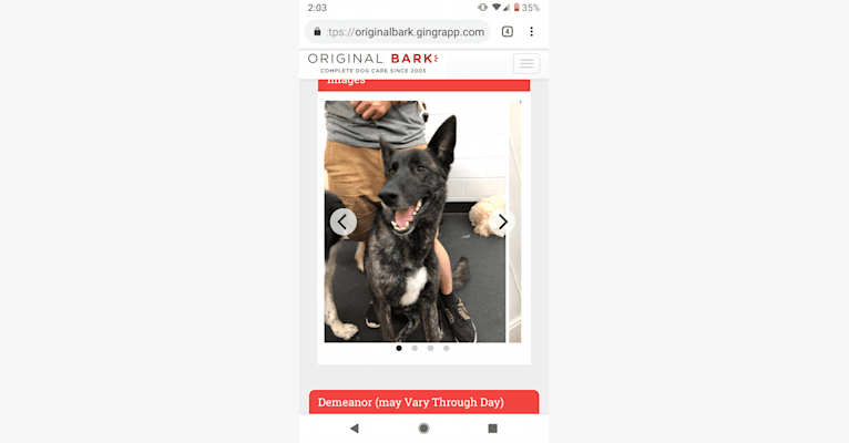 Ruger, a German Shepherd Dog and Siberian Husky mix tested with EmbarkVet.com