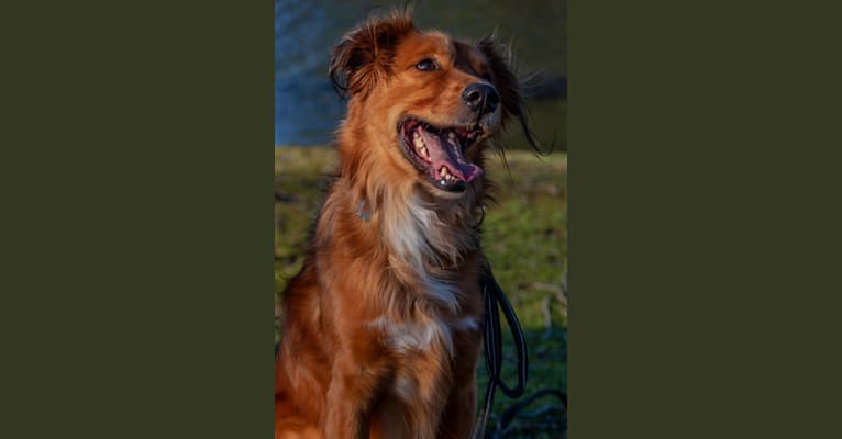 Kylo Ren, a Great Pyrenees and Labrador Retriever mix tested with EmbarkVet.com