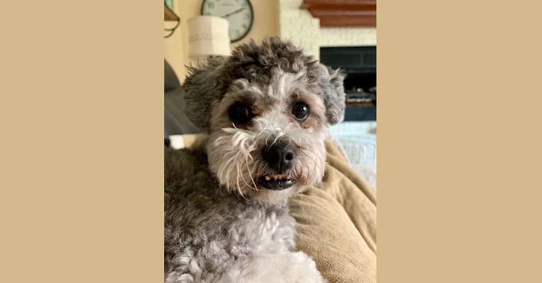 Bear, a Poodle (Small) and Shih Tzu mix tested with EmbarkVet.com