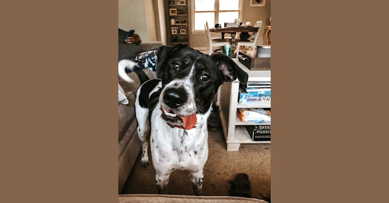 Photo of Malone, an American Pit Bull Terrier, Australian Cattle Dog, Labrador Retriever, and Mixed mix in Knoxville, Tennessee, USA