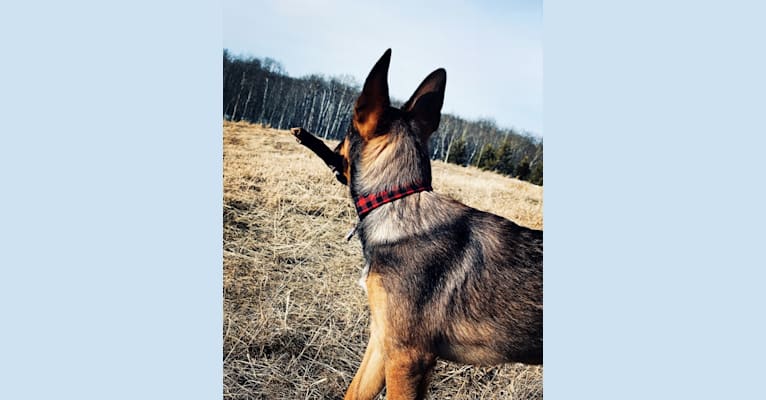 Photo of Alemã, a German Shepherd Dog, Australian Cattle Dog, and Border Collie mix in Gibbons, AB, Canada