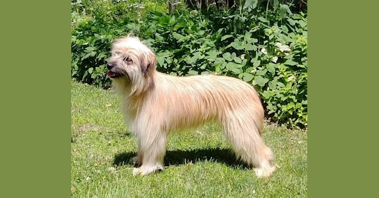 "Q", a Pyrenean Shepherd tested with EmbarkVet.com