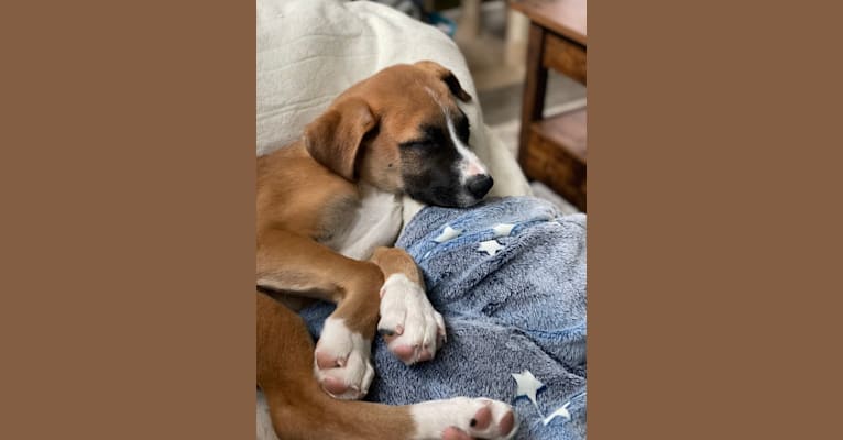 Sawyer, a Boxer and Great Pyrenees mix tested with EmbarkVet.com