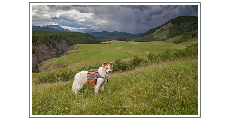 Casper, a Great Pyrenees and German Shepherd Dog mix tested with EmbarkVet.com